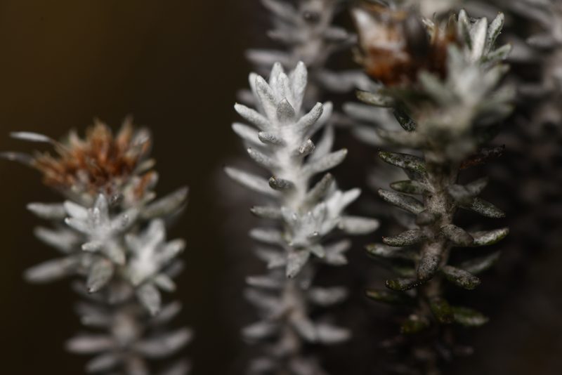 Gnaphaliothamnus lavandulifolius, photographed by Trevor Van Loon