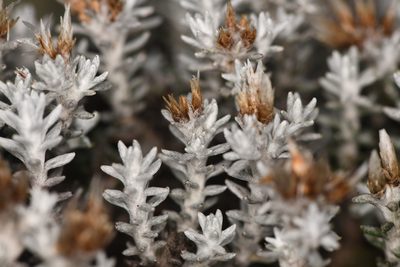 Gnaphaliothamnus lavandulifolius, photographed by Trevor Van Loon