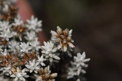 Gnaphaliothamnus lavandulifolius, photographed by Trevor Van Loon