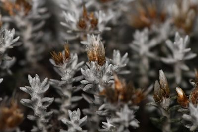 Gnaphaliothamnus lavandulifolius, photographed by Trevor Van Loon