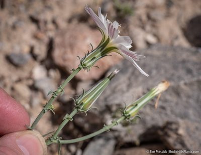 Rafinesquia neomexicana, photographed by Tim Messick