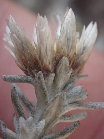 Gnaphaliothamnus lavandulifolius, photographed by Trevor Van Loon