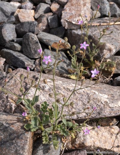 Gilia scopulorum, photographed by Tim Messick