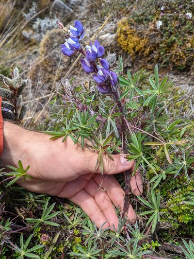 Lupinus costaricensis, photographed by Trevor Van Loon