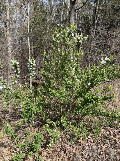 Exochorda racemosa, photographed by Becky Dill
