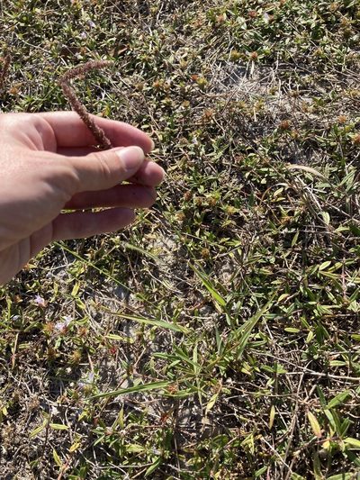 Eragrostis ciliaris, photographed by Jade Fortnash