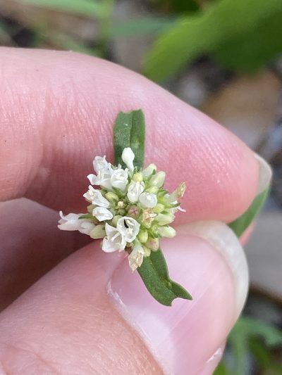 Diacrodon compressus, photographed by Jade Fortnash