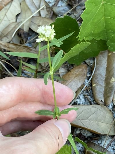Diacrodon compressus, photographed by Jade Fortnash