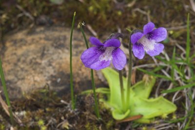 Pinguicula macroceras, photographed by Cindy Bell