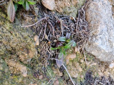 Tuberaria lignosa, photographed by Davide Puddu
