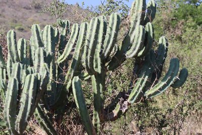 Myrtillocactus geometrizans, photographed by Comisión Estatal de Biodiversidad del Estado de Hidalgo