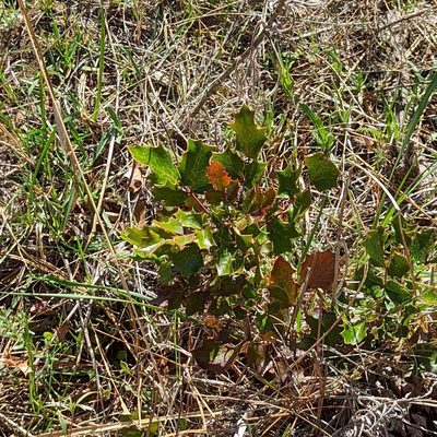 Berberis piperiana, photographed by Dominic Gentilcore