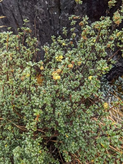Alchemilla polylepis, photographed by Trevor Van Loon