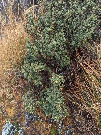 Alchemilla polylepis, photographed by Trevor Van Loon