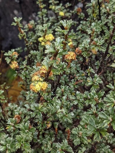 Alchemilla polylepis, photographed by Trevor Van Loon