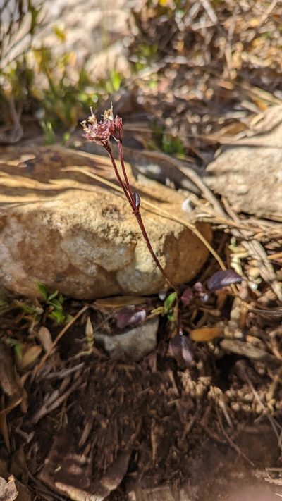 Valeriana pulchella, photographed by Trevor Van Loon