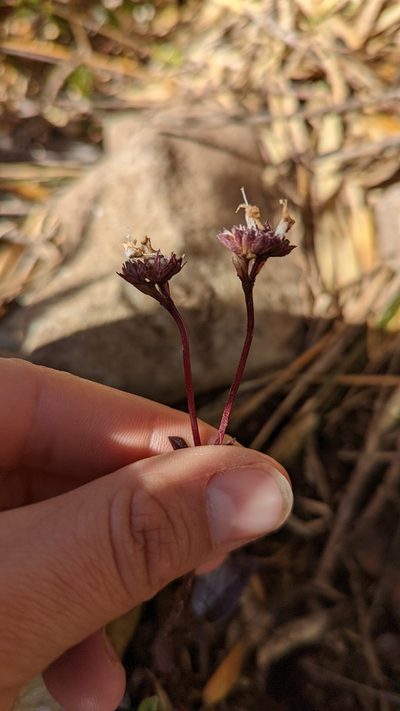 Valeriana pulchella, photographed by Trevor Van Loon
