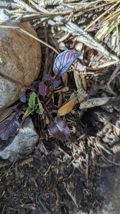 Valeriana pulchella, photographed by Trevor Van Loon