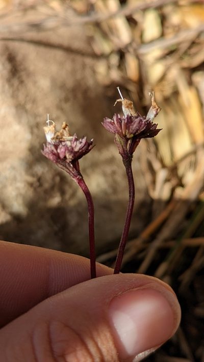 Valeriana pulchella, photographed by Trevor Van Loon