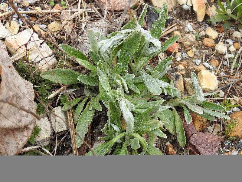 Pseudognaphalium obtusifolium, photographed by Yann Kemper