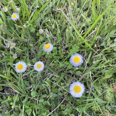 Erigeron quercifolius, photographed by Laura Davis