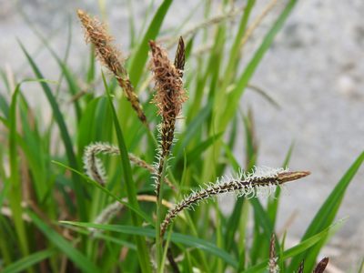 Carex torta, photographed by Yann Kemper