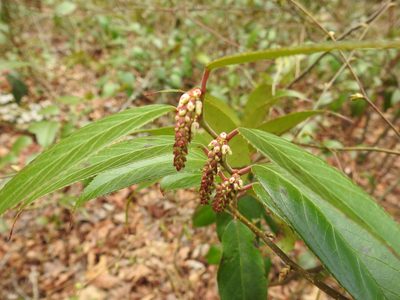 Leucothoe fontanesiana, photographed by Yann Kemper
