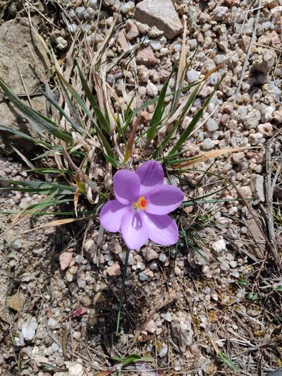 Crocus minimus, photographed by Davide Puddu