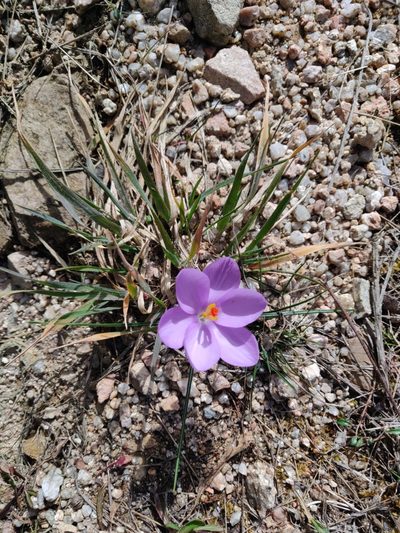 Crocus minimus, photographed by Davide Puddu