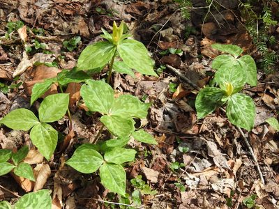 Trillium luteum, photographed by Yann Kemper