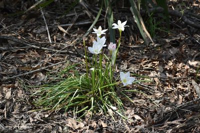 Zephyranthes atamasco, photographed by Anthony A Simmons