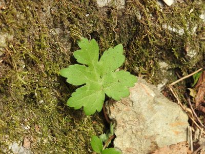 Hydrophyllum canadense, photographed by Yann Kemper