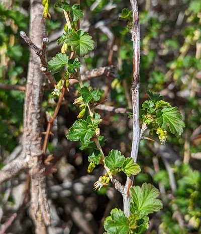 Ribes inerme, photographed by Dominic Gentilcore