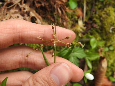 Luzula acuminata, photographed by Yann Kemper