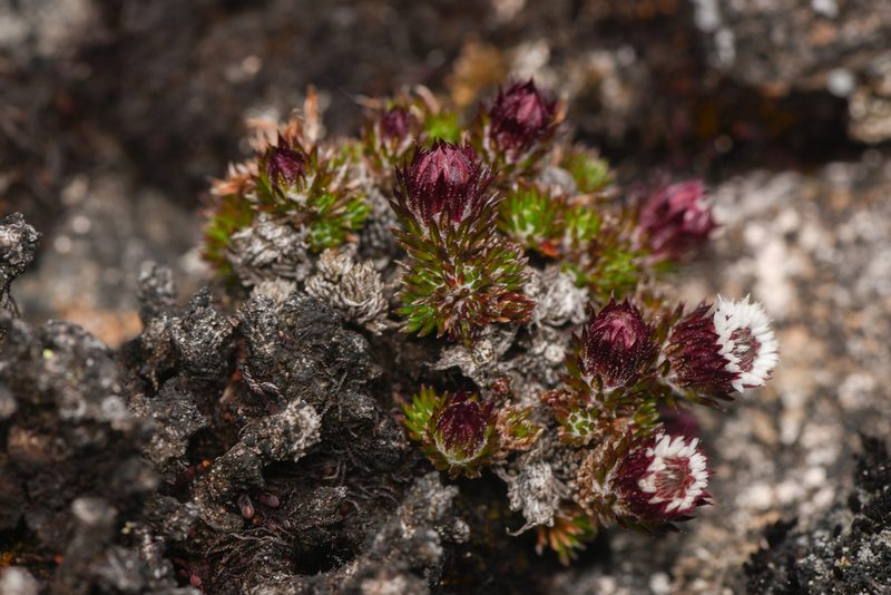 Westoniella chirripoensis, photographed by Trevor Van Loon