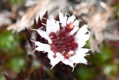 Westoniella chirripoensis, photographed by Trevor Van Loon