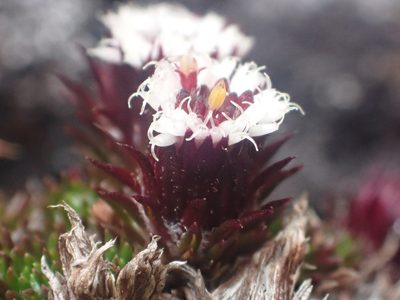 Westoniella chirripoensis, photographed by Trevor Van Loon