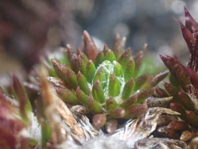 Westoniella chirripoensis, photographed by Trevor Van Loon