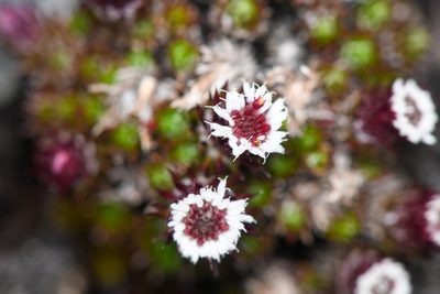 Westoniella chirripoensis, photographed by Trevor Van Loon