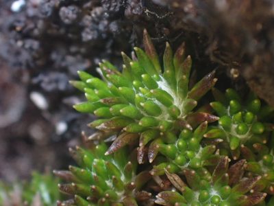 Westoniella chirripoensis, photographed by Trevor Van Loon