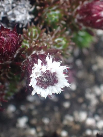 Westoniella chirripoensis, photographed by Trevor Van Loon