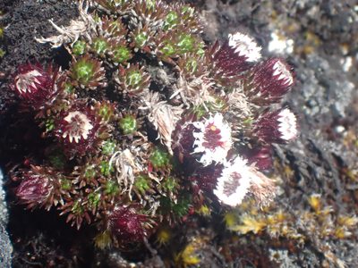 Westoniella chirripoensis, photographed by Trevor Van Loon
