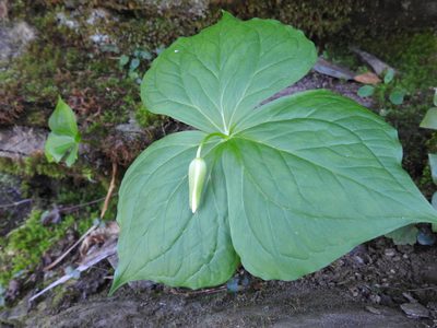 Trillium simile, photographed by Yann Kemper
