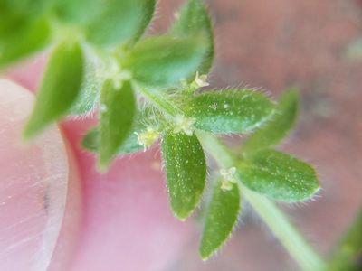 Cruciata pedemontana, photographed by Leila Dasher