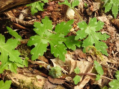 Hydrophyllum canadense, photographed by Yann Kemper