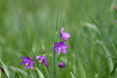 Olsynium douglasii, photographed by Thompson Hyggen