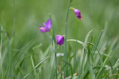 Olsynium douglasii, photographed by Thompson Hyggen