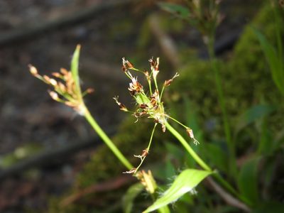 Luzula acuminata, photographed by Yann Kemper