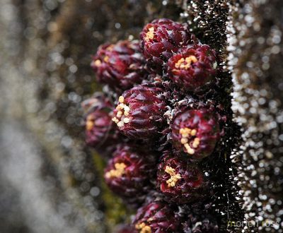 Saxifraga boussingaultii, photographed by Morten Ross