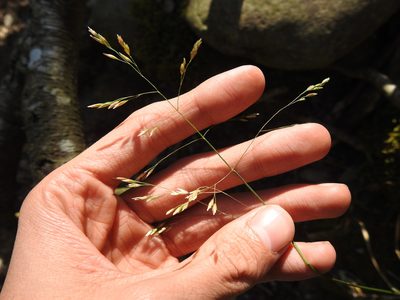 Poa cuspidata, photographed by Yann Kemper